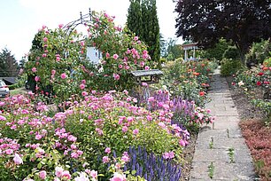 Rosenbeet in rosa - Foto: Ute Maria Meiser Rosenbeet in rosa - Foto: Ute Maria Meiser