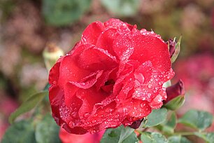 Rote Rose - Foto: Ute Maria Meiser Rote Rose - Foto: Ute Maria Meiser