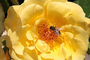 Offene Rose mit Insekt - Foto: Ute Maria Meiser Offene Rose mit Insekt - Foto: Ute Maria Meiser