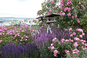 Rosen, Salbei und Futterhaus - Foto: Ute Maria Meiser Rosen, Salbei und Futterhaus - Foto: Ute Maria Meiser
