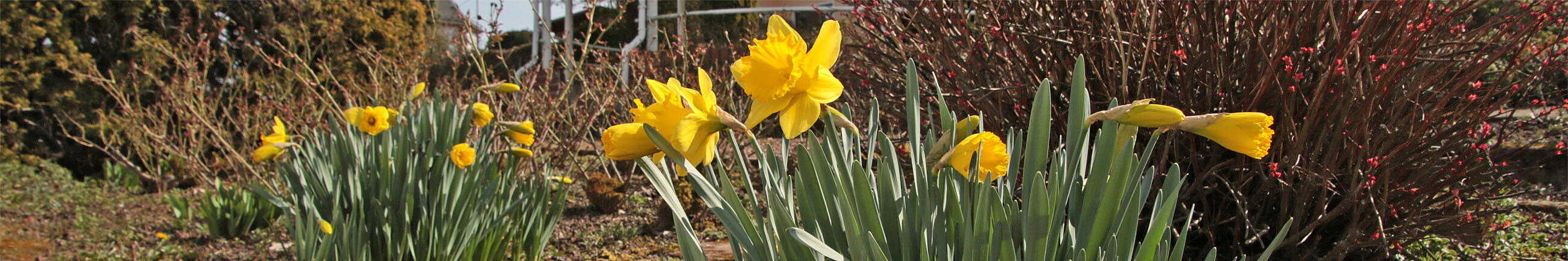 Frühblüher im Rosengarten – Foto: Ute Maria Meiser