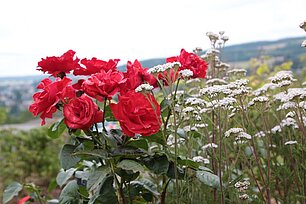 Rosen mit Schafgarbe - Foto: Ute Maria Meiser Rosen mit Schafgarbe - Foto: Ute Maria Meiser